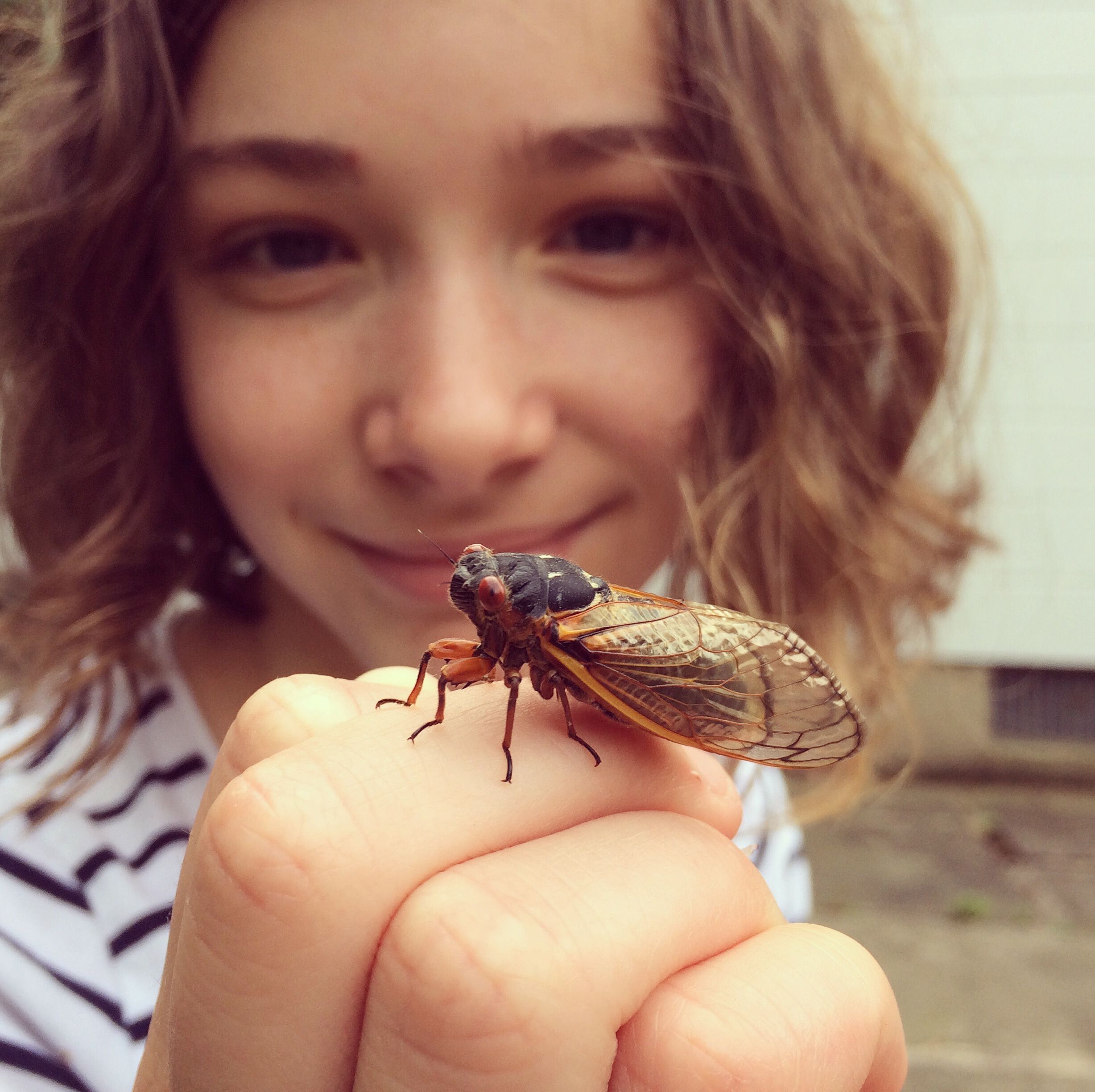 This Year's Double Brood of Cicadas Is Beginning to Emerge, Even If the Chorus Hasn’t Started