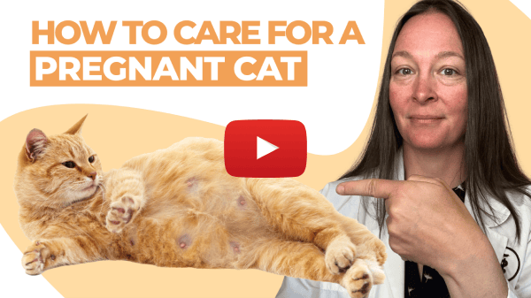 How to care for a pregnant cat