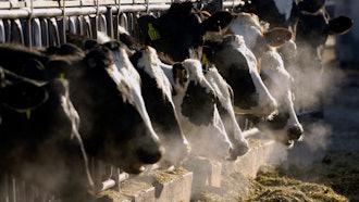 Dairy cows at a farm in Idaho, March 11, 2009.