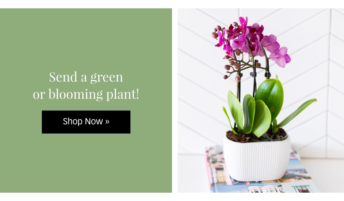 Shop Plants »