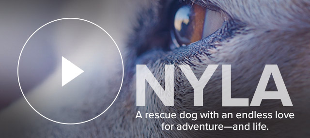 Nyla A rescue dog with an endless love for adventure—and life.