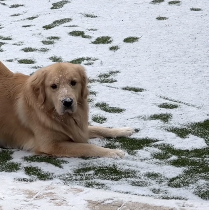 Alex's Dog Had the Most Adorable Reaction to Playing in the Snow