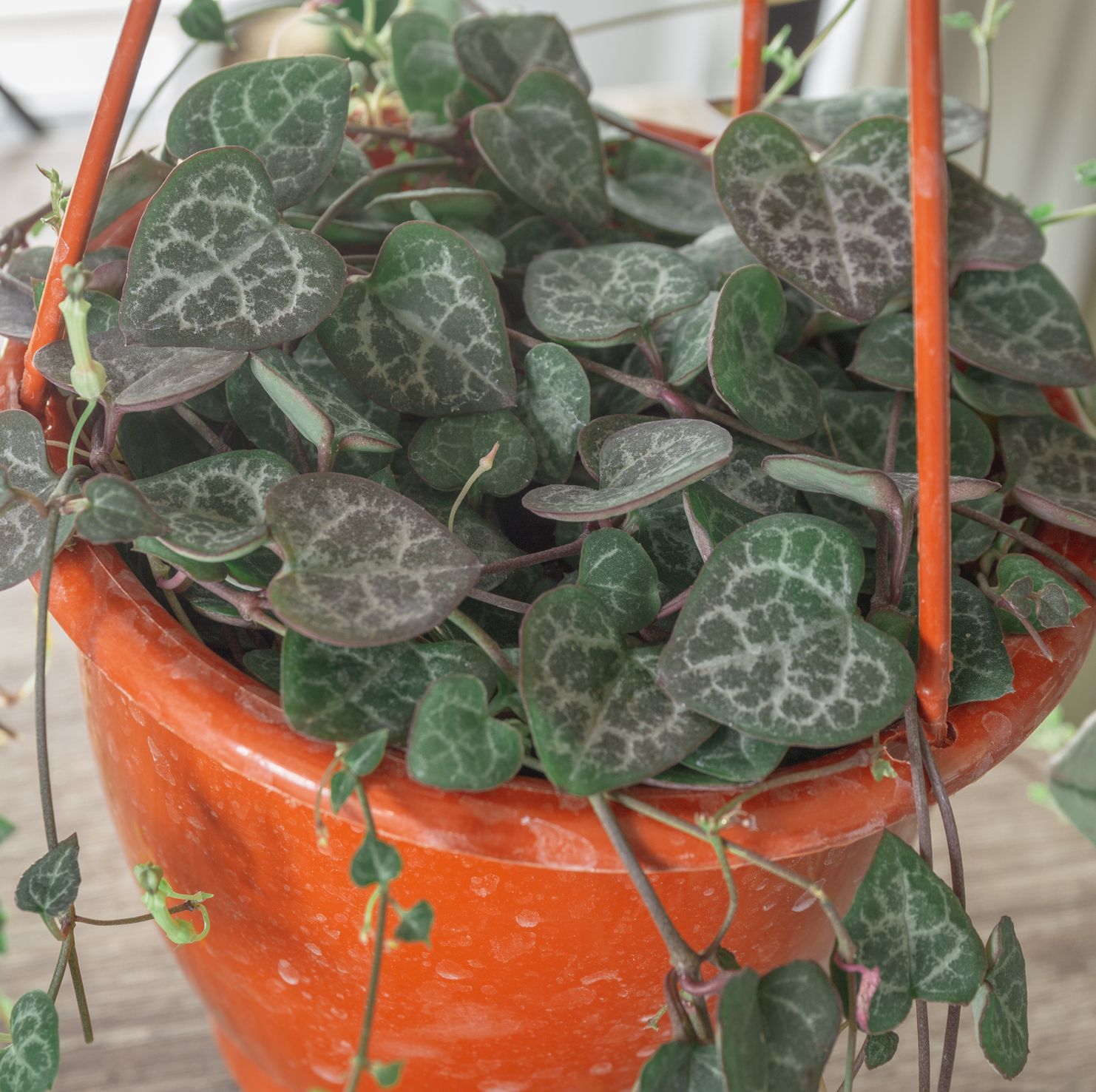 How to Grow a String of Hearts Plant—and Keep It Thriving