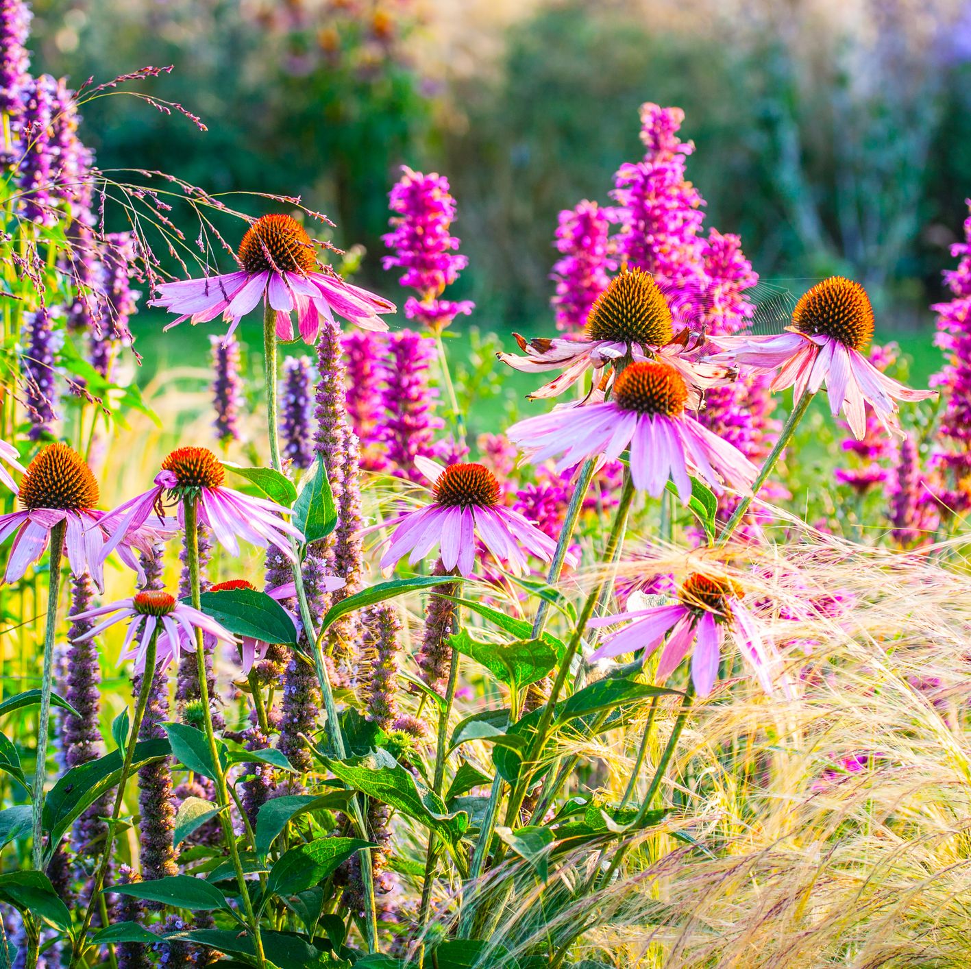 Grow Your Very Own Perennial Cutting Garden