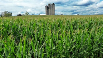 A field of corn in Mill Hill, Pa., Aug. 29, 2023.