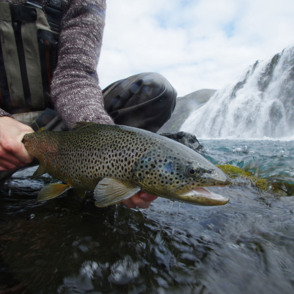  Orvis Week in Iceland with Fish Partner