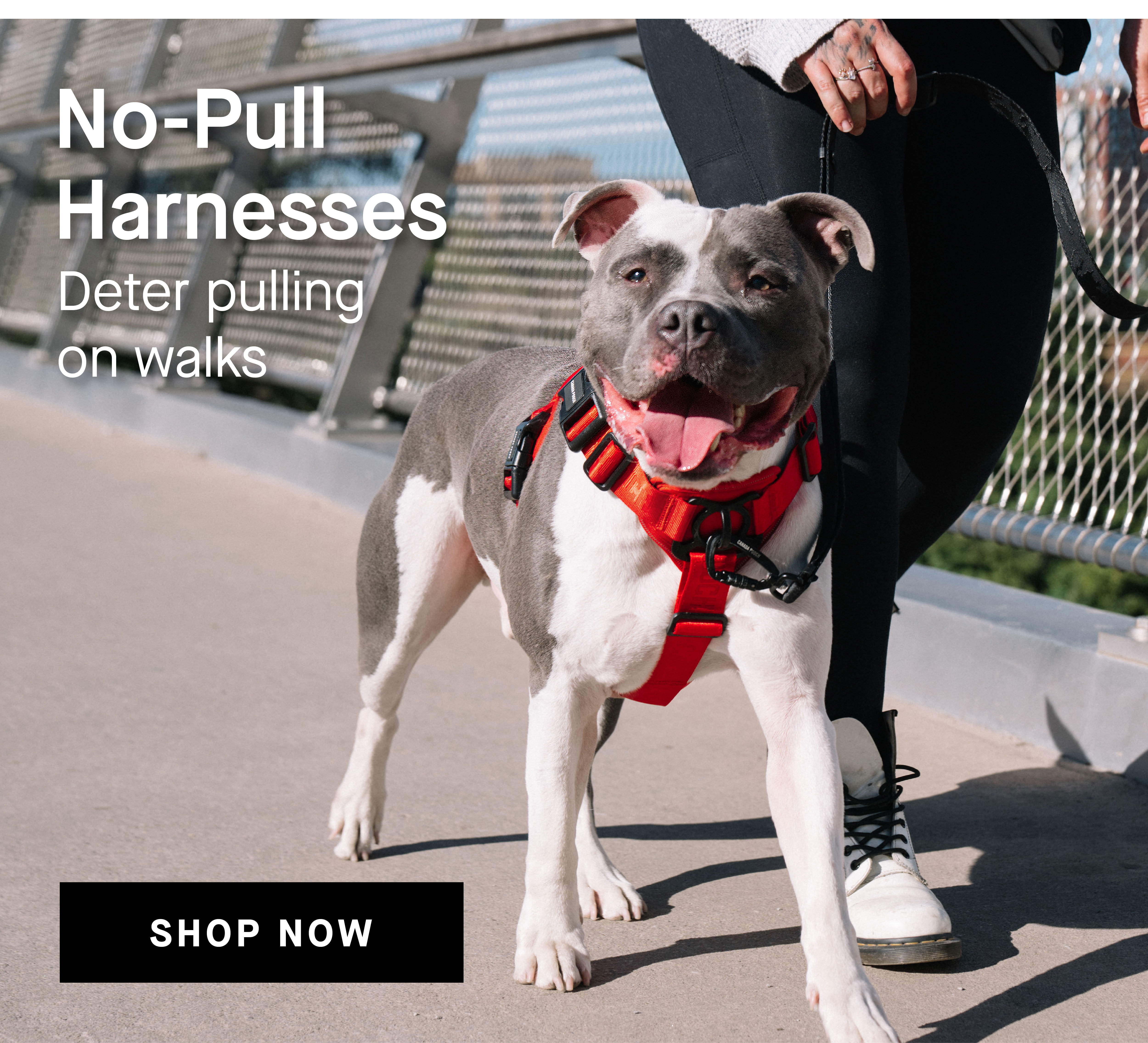 No-Pull Harnesses