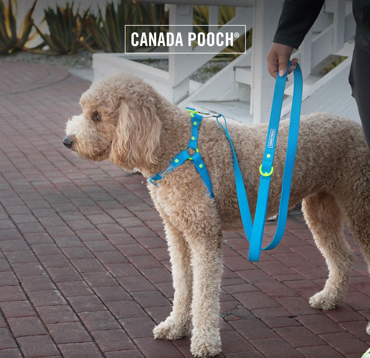 Dog wearing blue waterproof harness and leash