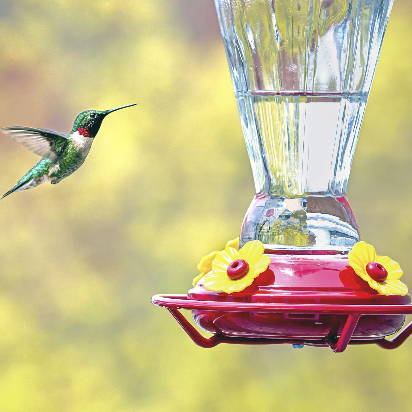 Find the Perfect Hummingbird Feeder with These Expert Tips