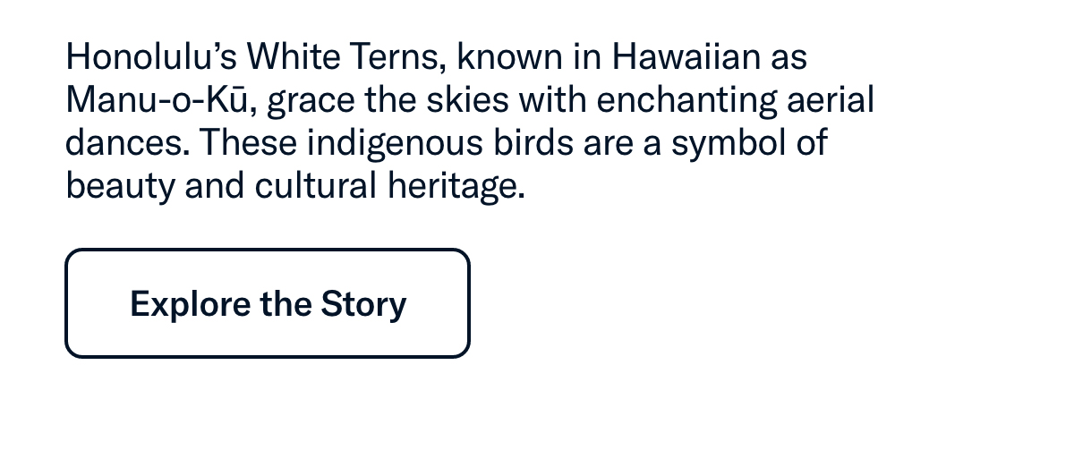 Honolulu’s White Terns, known in Hawaiian as Manu-o-Kū, grace the skies with their enchanting aerial dances....