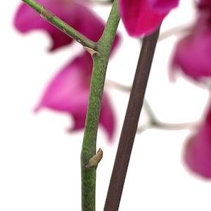 care-for-orchid-keikis-2