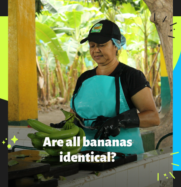 A worker at an outdoor work station processes freshly watched banana bunches for export.