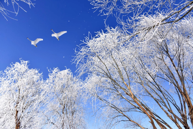 Birds take flight against a wintry landscape