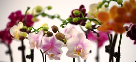 miniature-orchids-in-many-colors