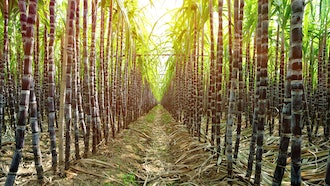 Sugarcane I Stock 480850511