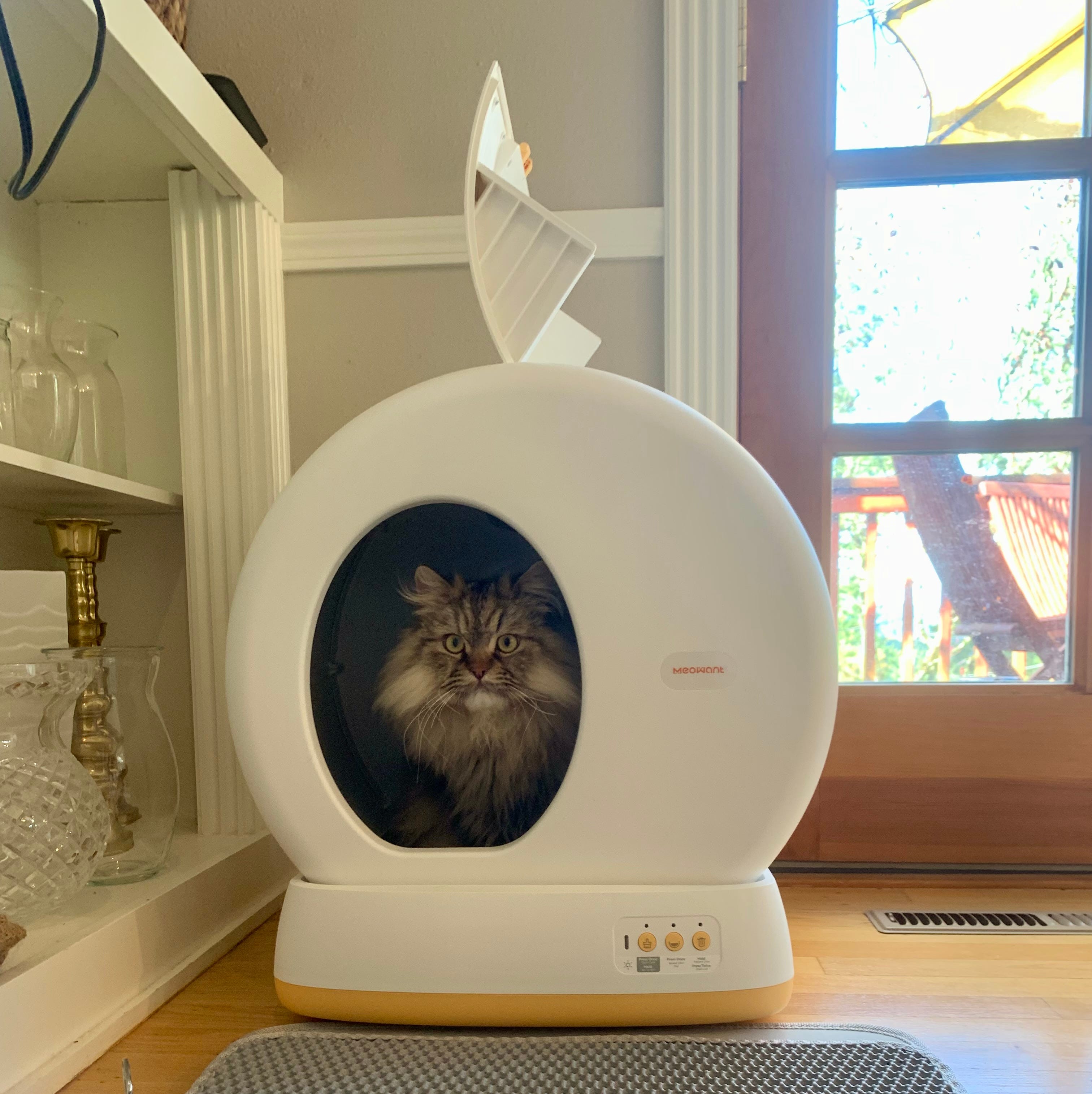 We Did the Dirty Work: These Are the Best Automatic Litter Boxes We Tried