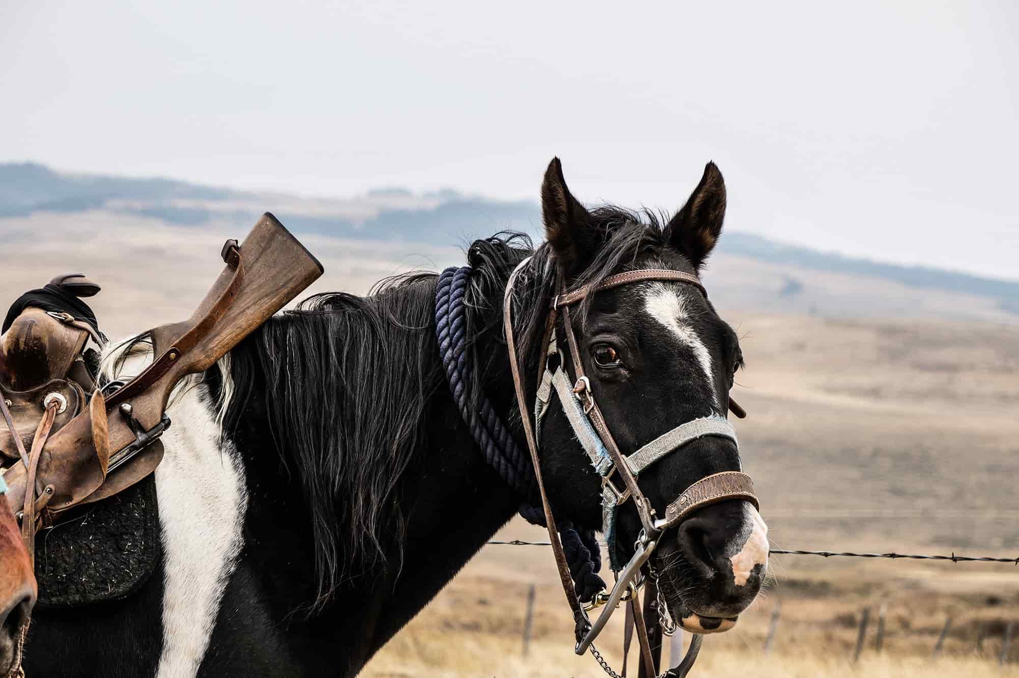 Black and white horse