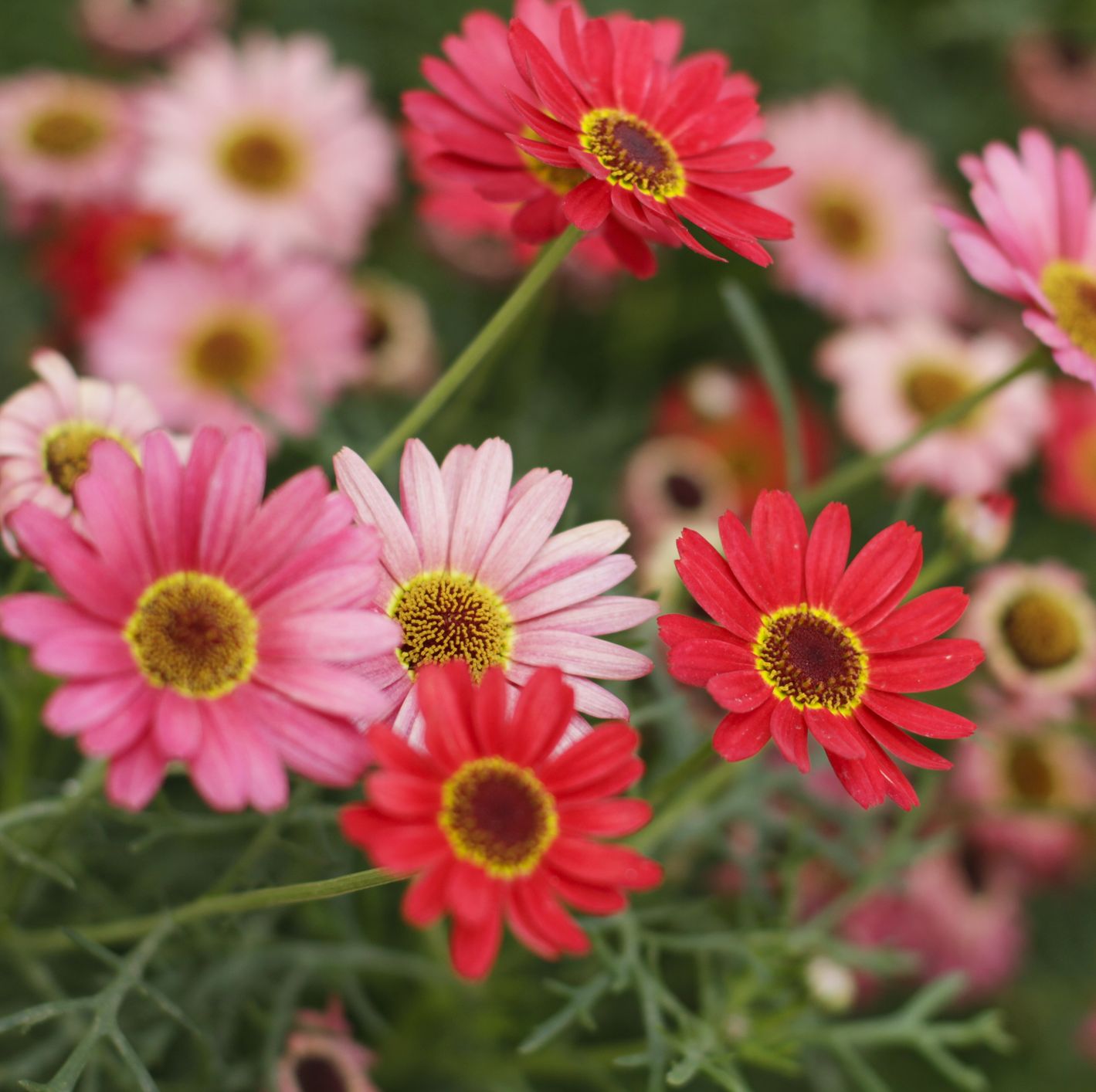 Grow This Garden Staple: Long-Lasting Gerbera Daisies