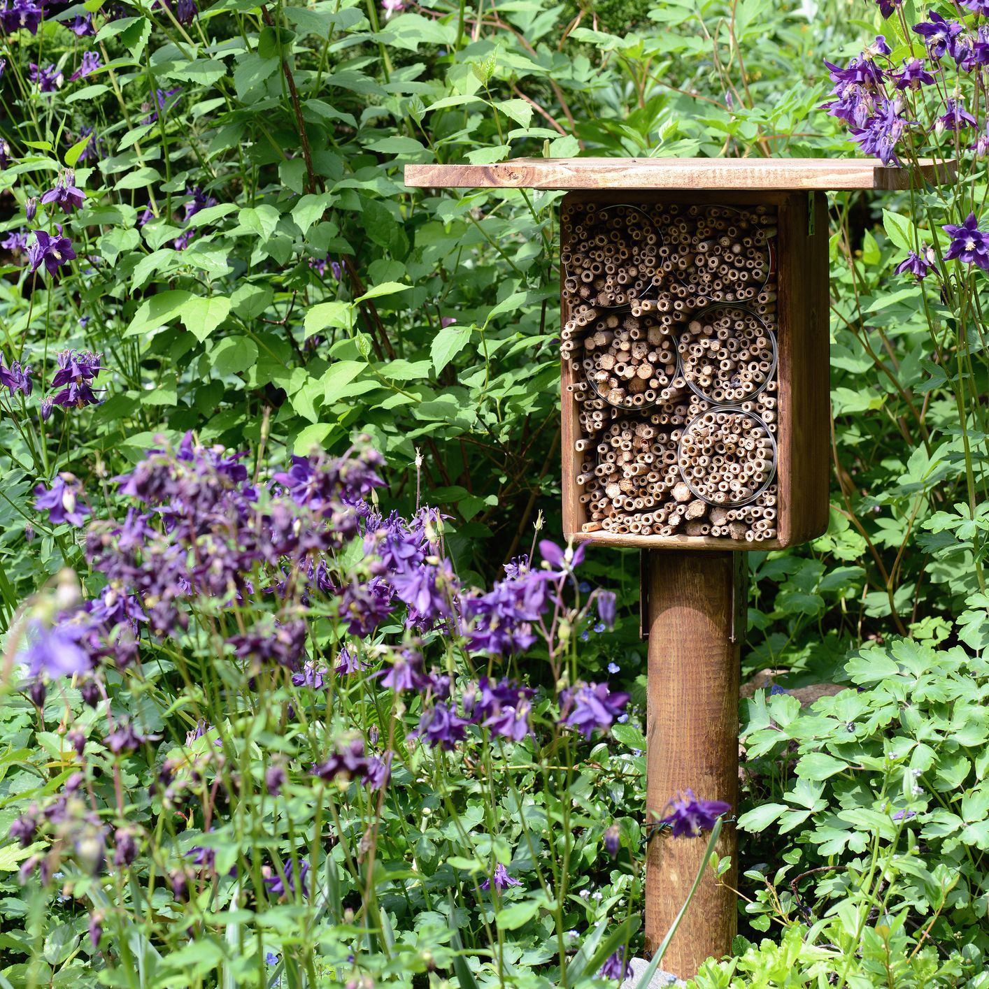 Mason Bees, Far from Destructive, Are Great for a Garden