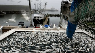 Herring are unloaded from a fishing boat in Rockland, Maine, July 8, 2015.