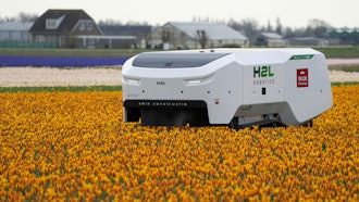 Theo the robot works weekdays, weekends and nights and never complains about a sore spine despite performing hour upon hour of what for a regular farmworker would be backbreaking work checking Dutch tulip fields for sick flowers in Noordwijkerhout, Netherlands, Tuesday, March 19, 2024.