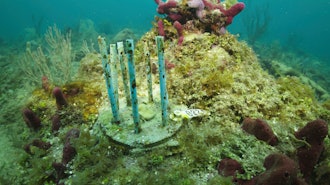 This July 26, 2023 image provided by phade&circledR; by WinCup, Inc., shows a 'Coral Fort,' made of biodegradable drinking straws that researchers are using to prevent laboratory-grown coral from becoming really expensive fish food, off the coast of Fort Lauderdale, Fla.