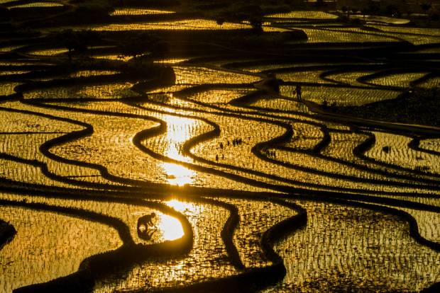 Farming rice in China