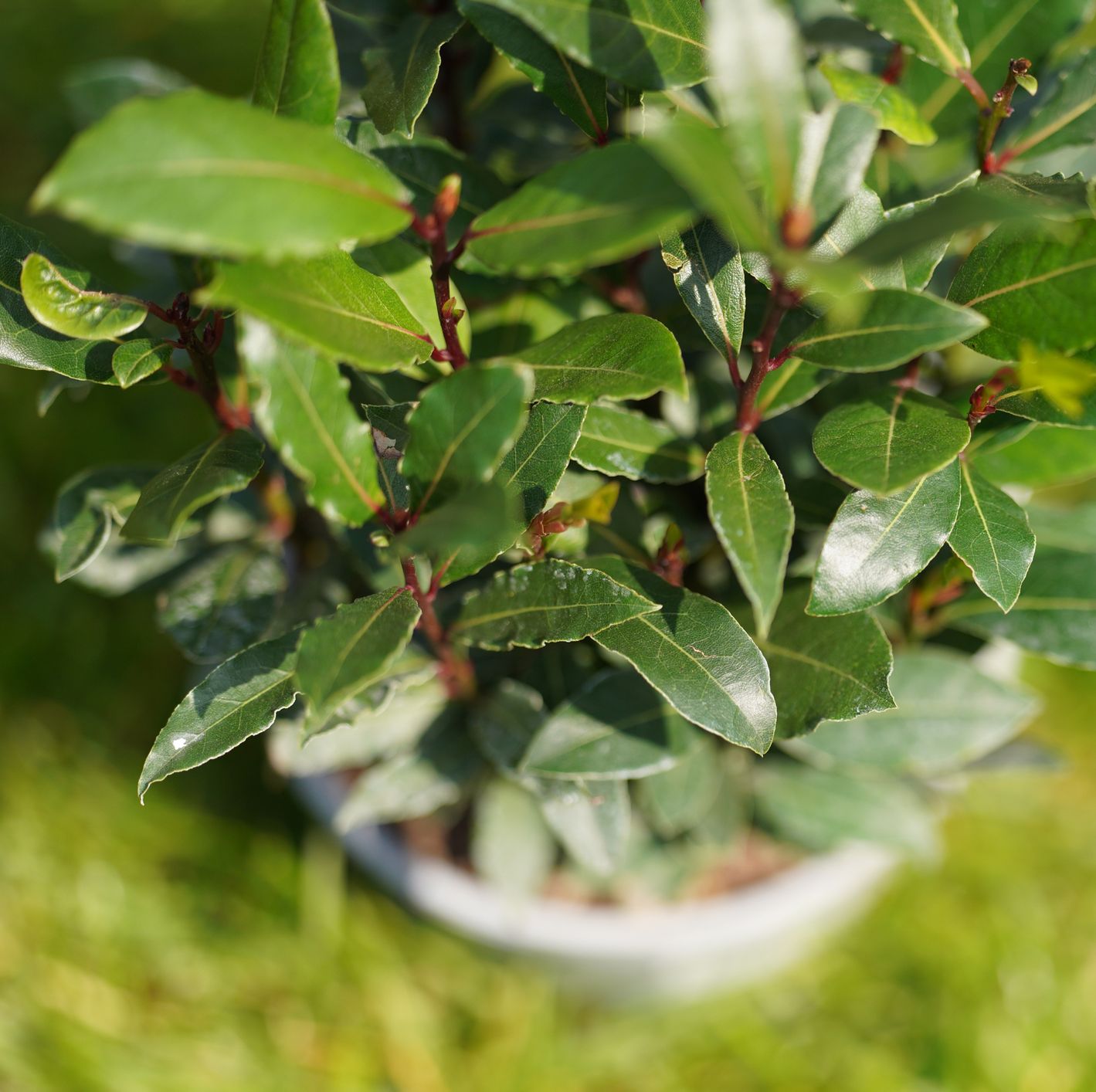 Chef’s Secret: Grow Your Own Bay Leaf and You’ll Never Run Out