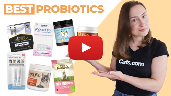 The 7 Best Probiotics For Your Cat