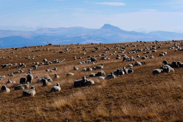 Sheep in the field