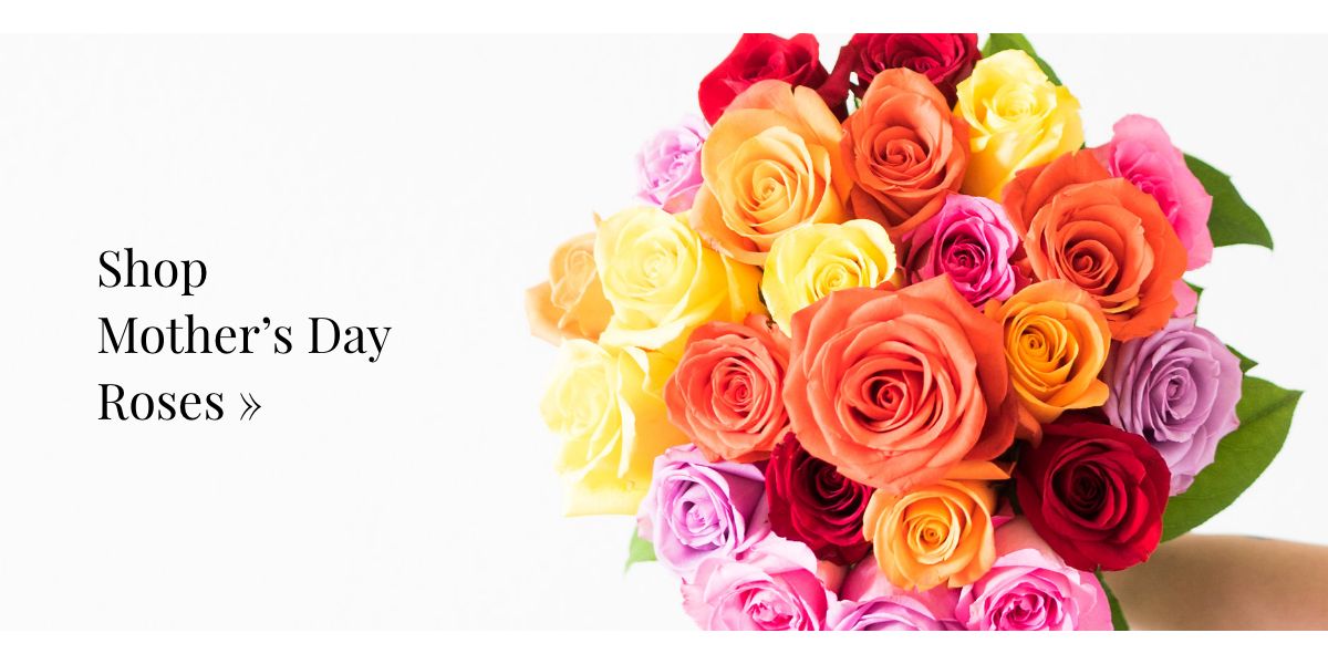 Shop Mother's Day Roses »