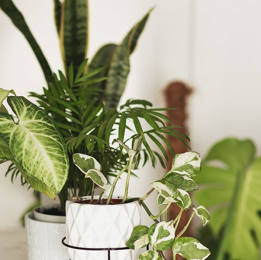 Shopping for a New Houseplant? These Are Our Faves