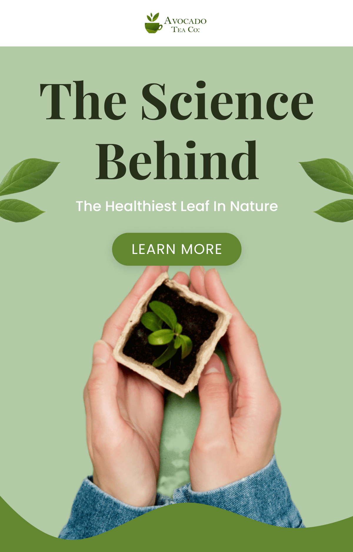 The Science Behind The Avocado Leaf