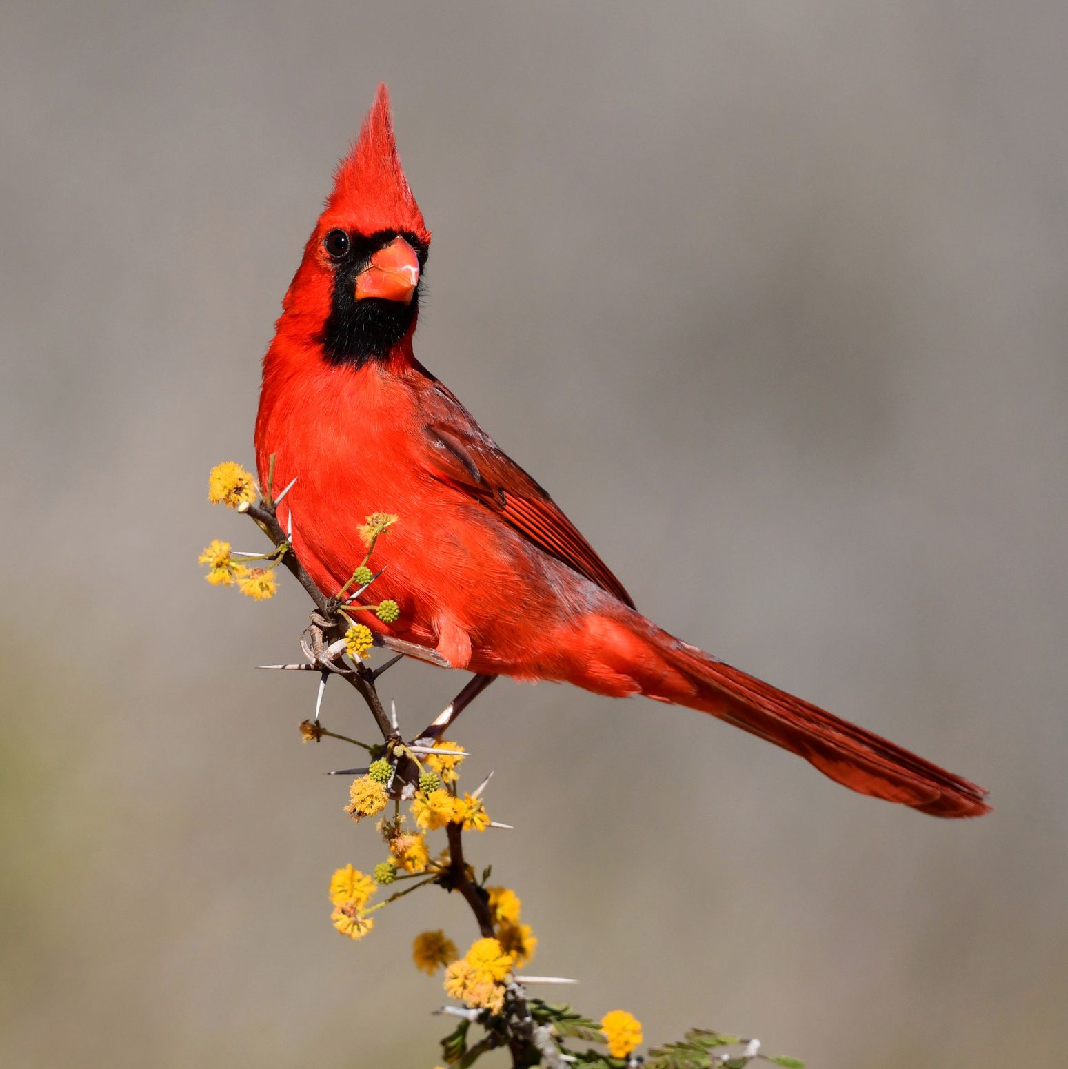 Experts Explain What It Means When You See a Cardinal