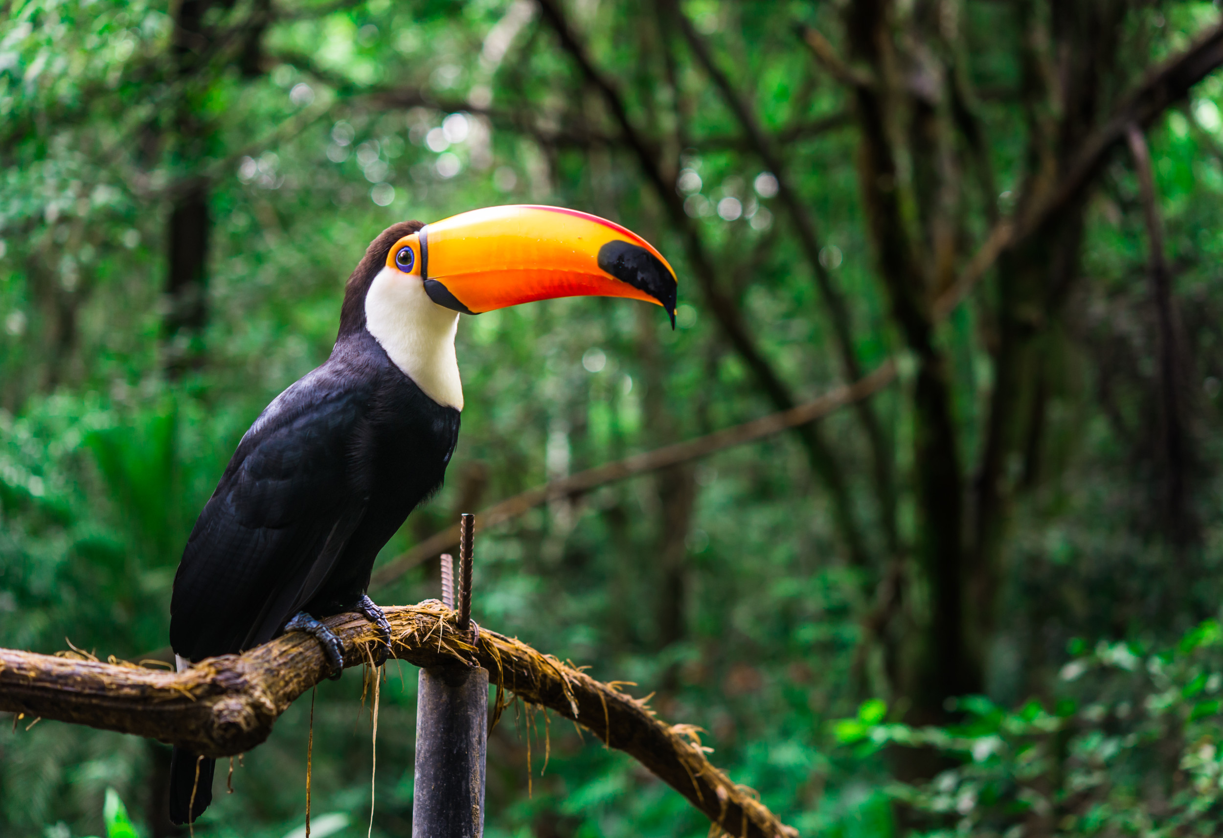 toucan rainforest