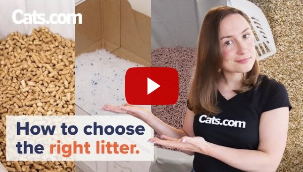 The Best and Worst types of cat litters explained