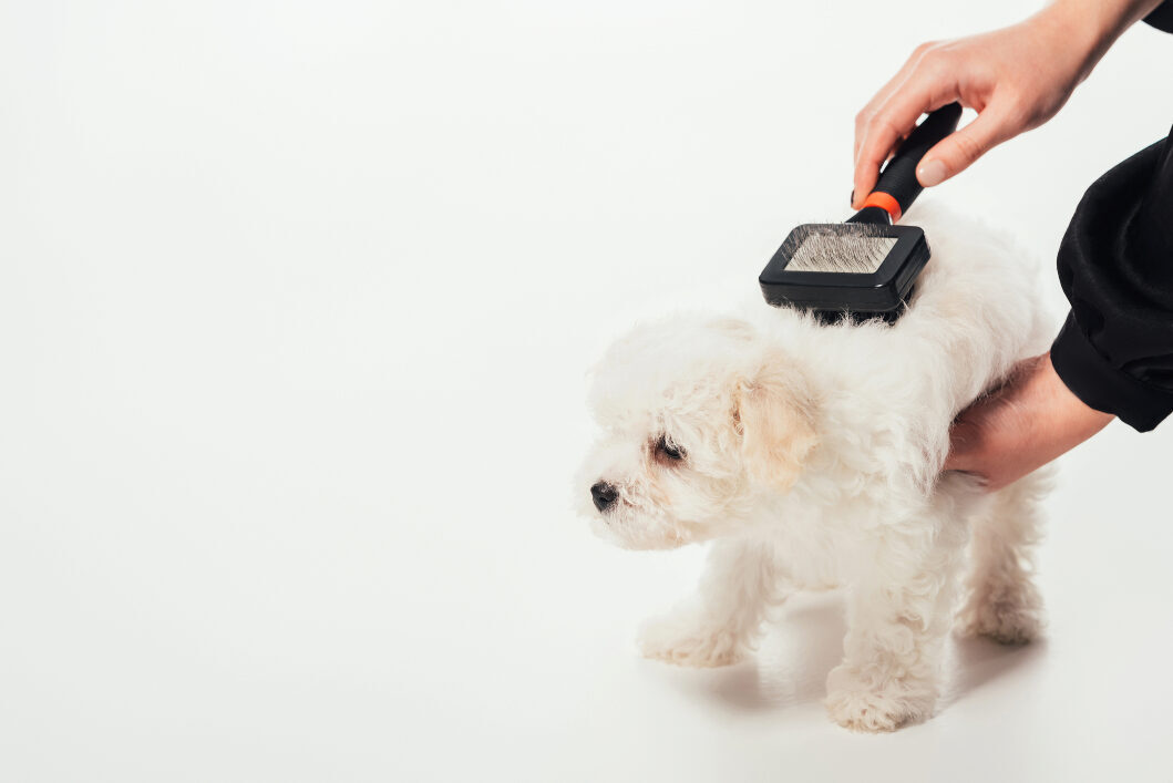 White fluffy puppy being brushed.