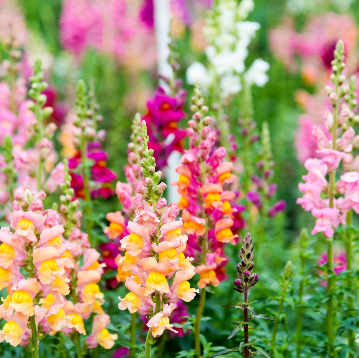 How to Grow Snapdragons, a Pollinator Garden Favorite That's Deer Resistant Too