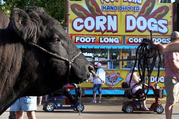 A cow being led in front of a corn dog stand at the Iowa state fair