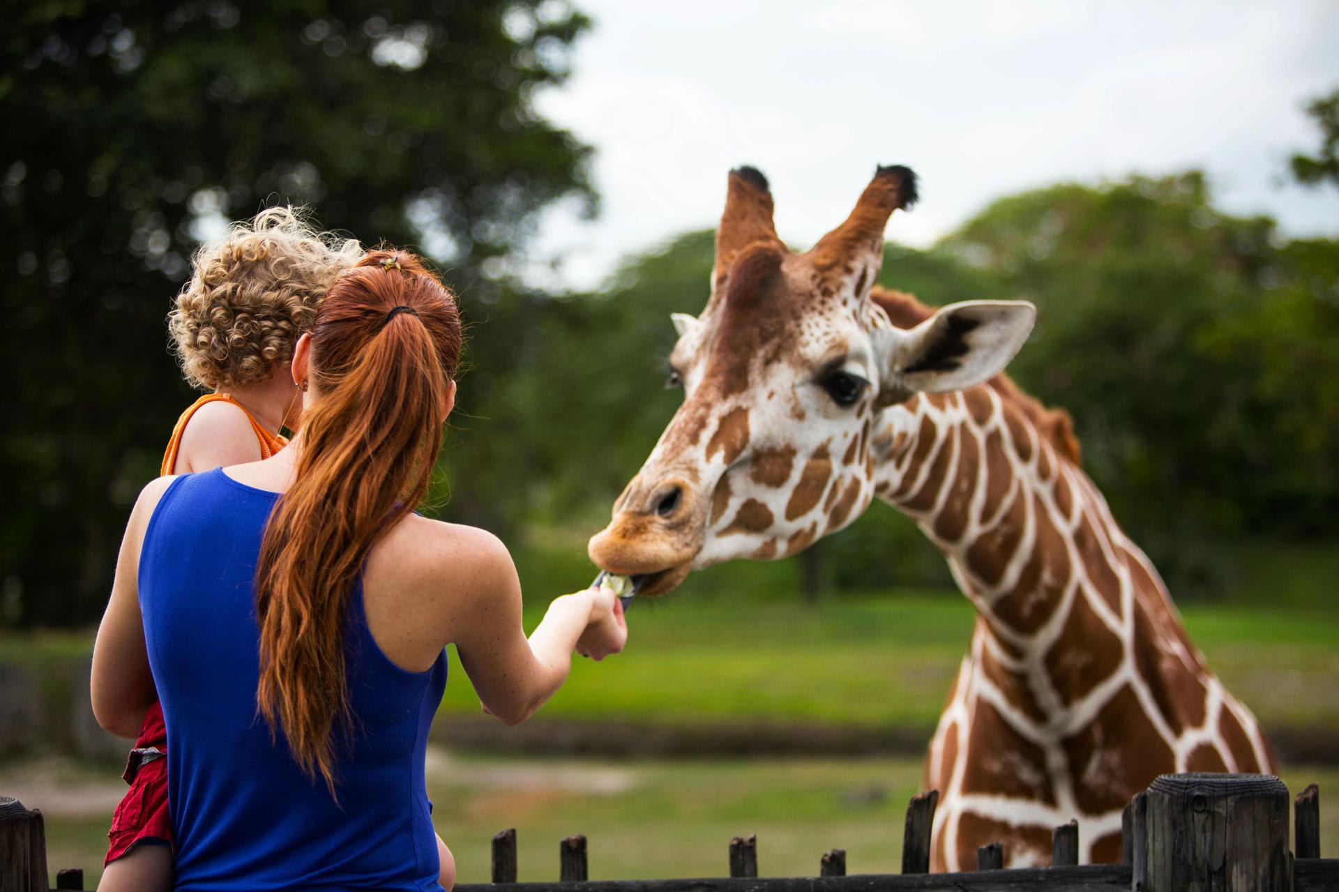 A woman and her child feed a giraffe in a zoo