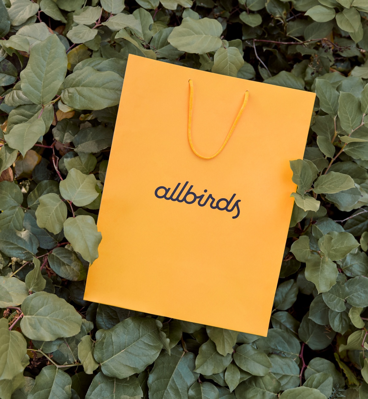 Allbirds