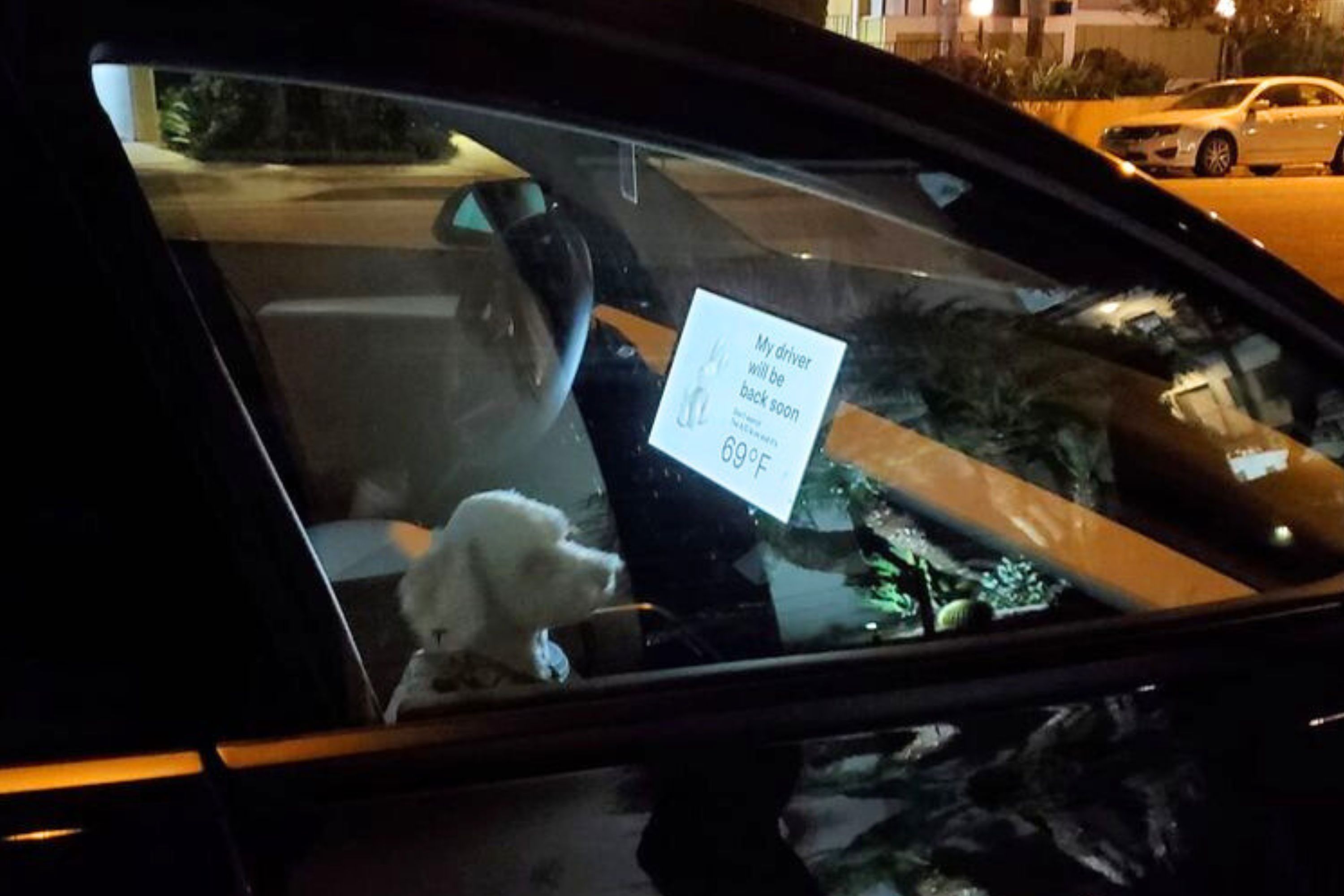 Photo: Internet Obsessed With Pup Enjoying 'Dog Mode' While Waiting in the Car