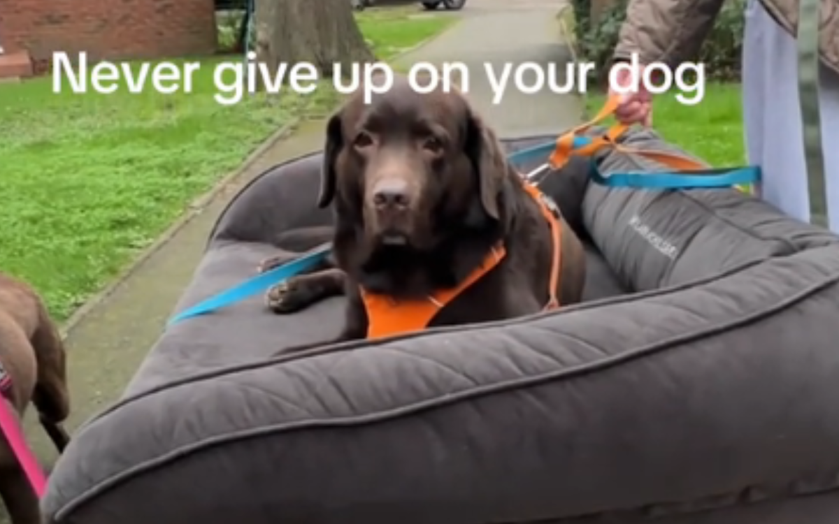 Photo: Labrador Who 'Can't Use Legs Properly' Finds Way to Join Dog Family's Walk