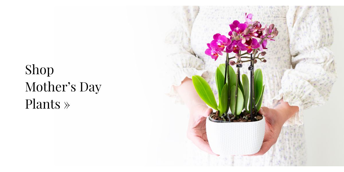 Shop Mother's Day Plants »