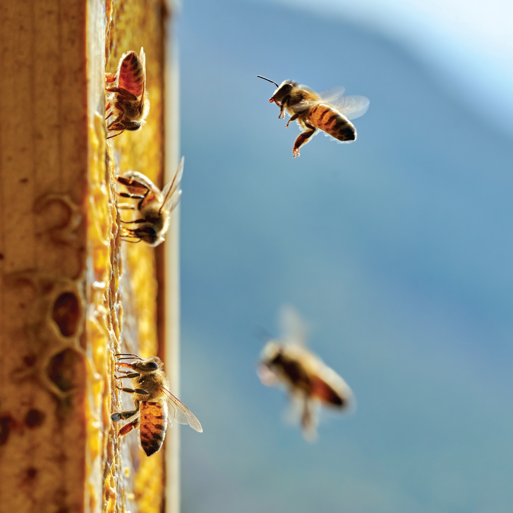 honeybees wiggle their butts to communicate