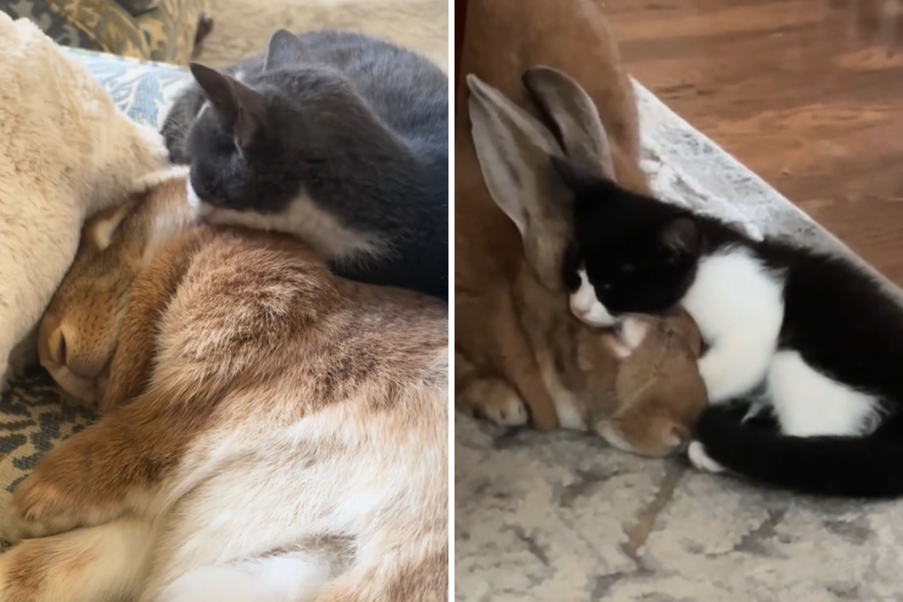 Photo: Rescue Rabbit Finds Purpose as Foster Mom to Kittens Who Need 'Extra Love'