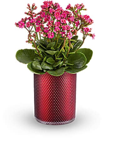 Teleflora's Lovely Kalanchoe Plant