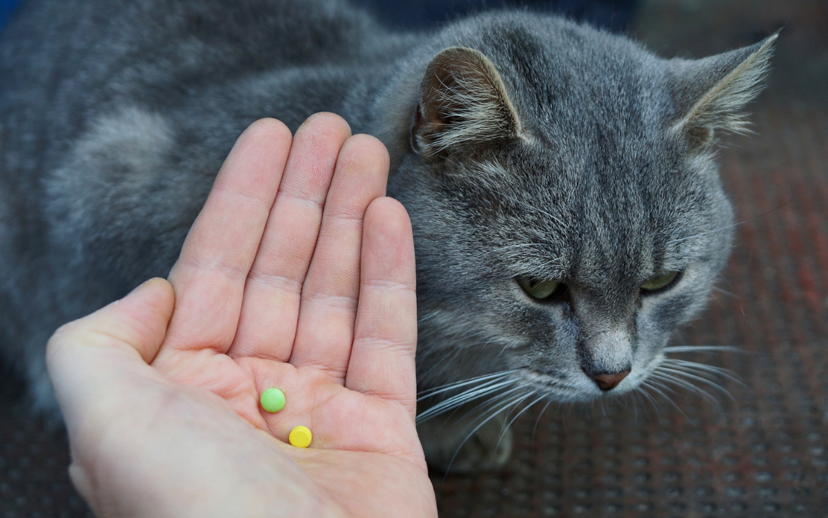 Photo: Cat Owner Shares Video She Says Guaranteed To Annoy Pet Parents Everywhere