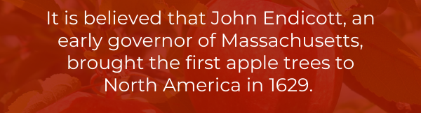 It is believed that John Endicott, an early governor of Massachusetts, brought the first apple trees to North America in 1629. 