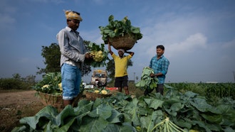 Farm workers pack freshly harvested cauliflowers at a farm in Pedavuppudu, India, Feb. 12, 2024.